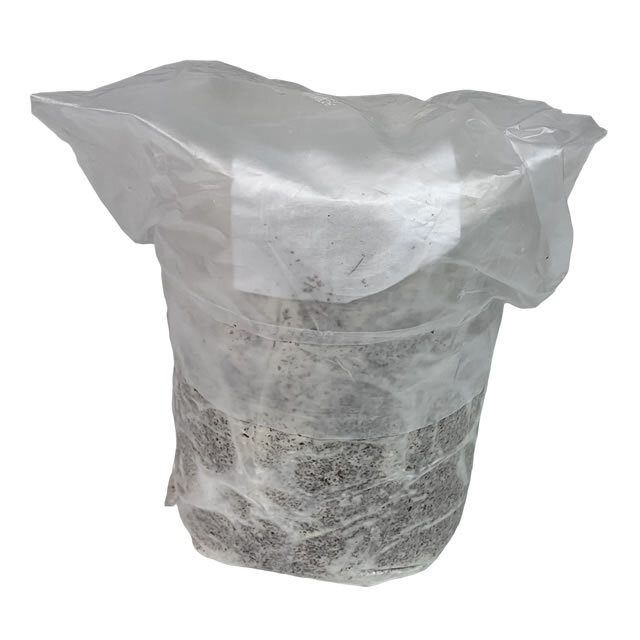 菌床産卵棒【レイシ】