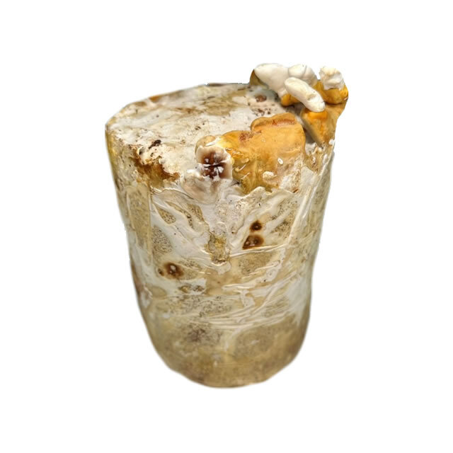 菌床産卵棒【レイシ】