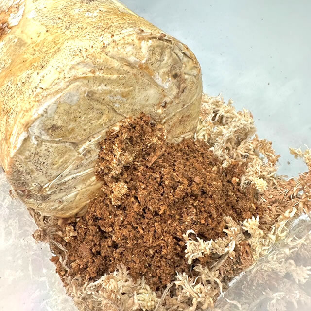 菌床産卵棒【レイシ】