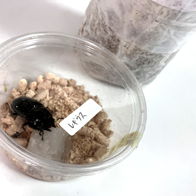 菌床産卵棒【レイシ】