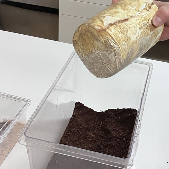 菌床産卵棒【レイシ】