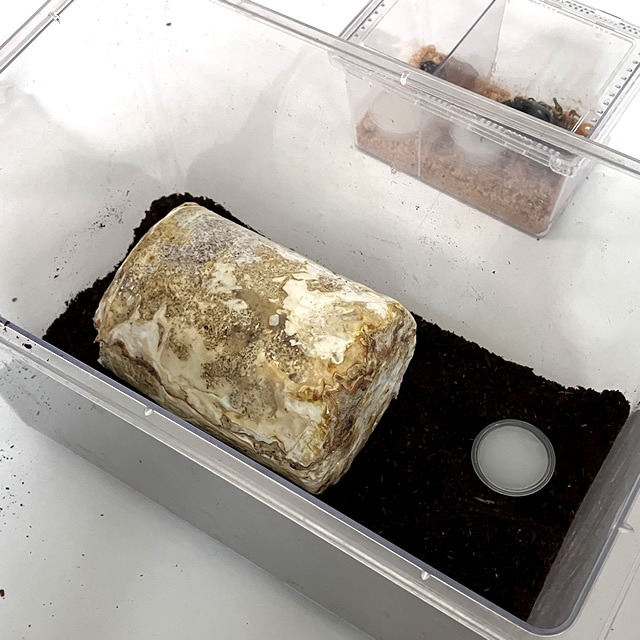 菌床産卵棒【レイシ】