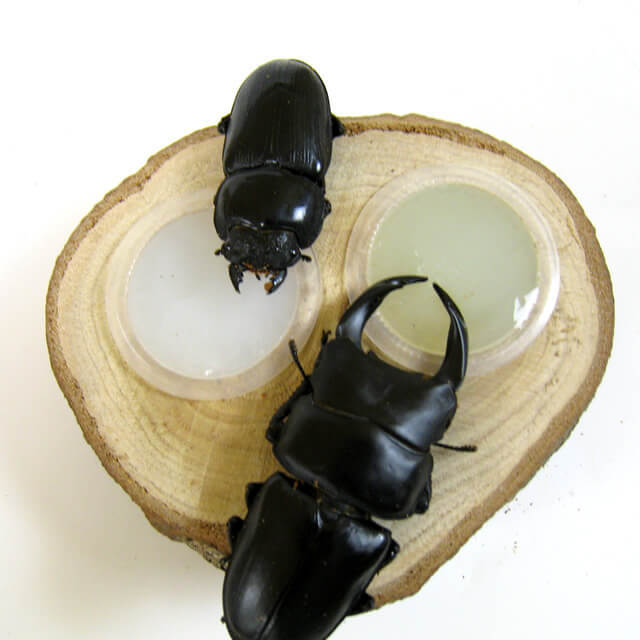 木製ゼリー皿　16g　2個用