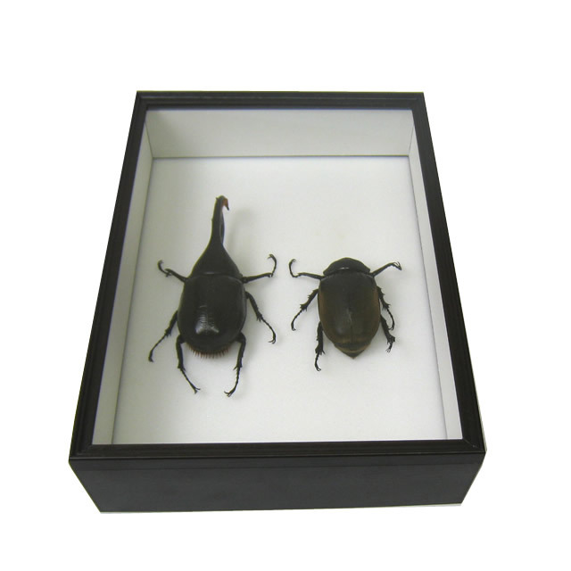 sc シーラ箱（標準タイプ）