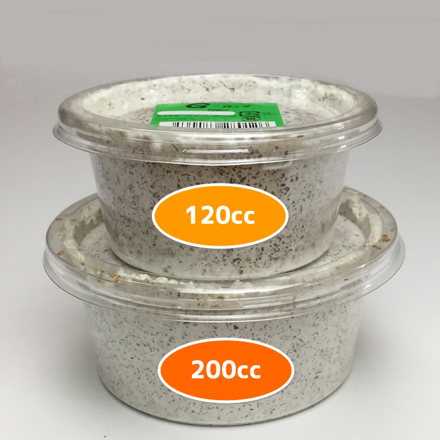 クワガタ幼虫飼育用菌糸カップ　G-カップ　120cc