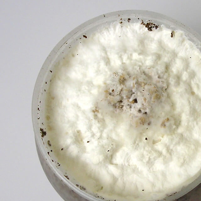 クワガタ幼虫飼育用菌糸ビン　G-pot850cc