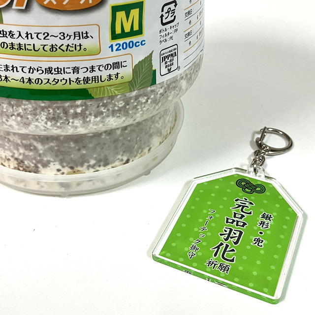 鍬形・兜　御守キーホルダー　完品羽化