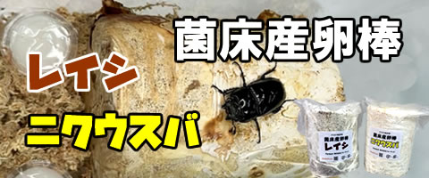 菌床産卵棒　【レイシ】【ニクウスバ】
