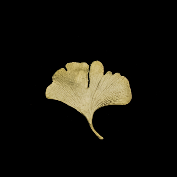 イチョウ ブローチ 小 / Michael Michaud