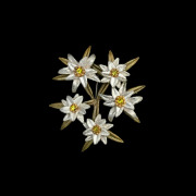 エーデルワイス ブローチ / Michael Michaud