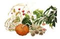 gp_t033