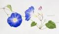 玉村豊男【青いアサガオの花】