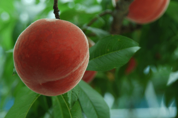 もものシロップ　＜中瓶＞