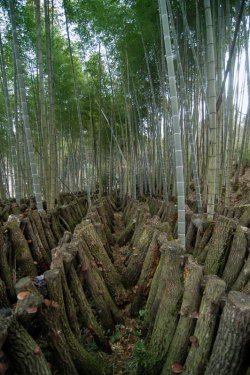 こだわりを味わう熊本産●原木乾し椎茸　（50グラム）