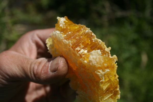 くまのプーさんの気分で食べたい 原生林のはちみつ 600ｇ