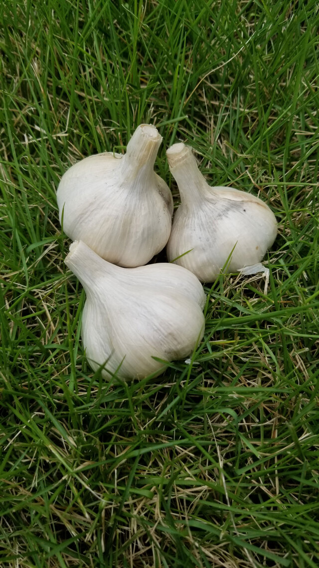 ○熊本産○無農薬、有機栽培のにんにく（100g）