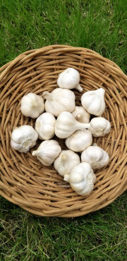 ●熊本産●無農薬、有機栽培のにんにく（500g）