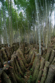 こだわりを味わう熊本産●原木乾し椎茸　（100グラム）