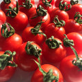 【美味しさで人気のロングセラー】　西さんのプチトマト（１キロ）