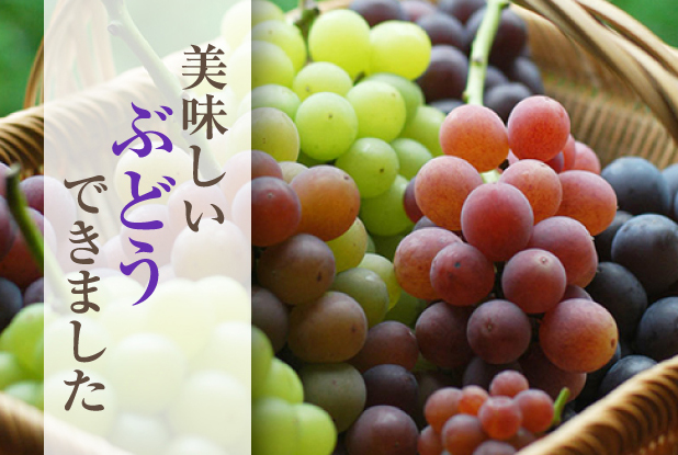 錦自然農園◇熊本から安心安全オーガニック 無農薬と減農薬の商品をお届け