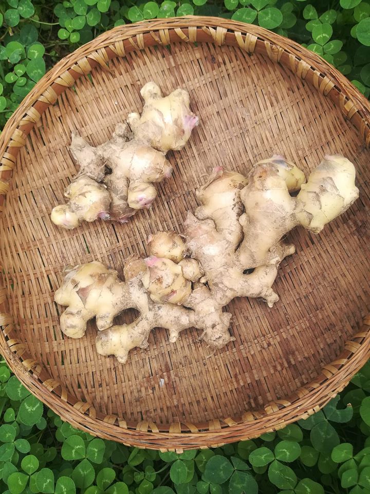 鹿児島県産●無農薬・無化学肥料●生姜（500ｇ）
