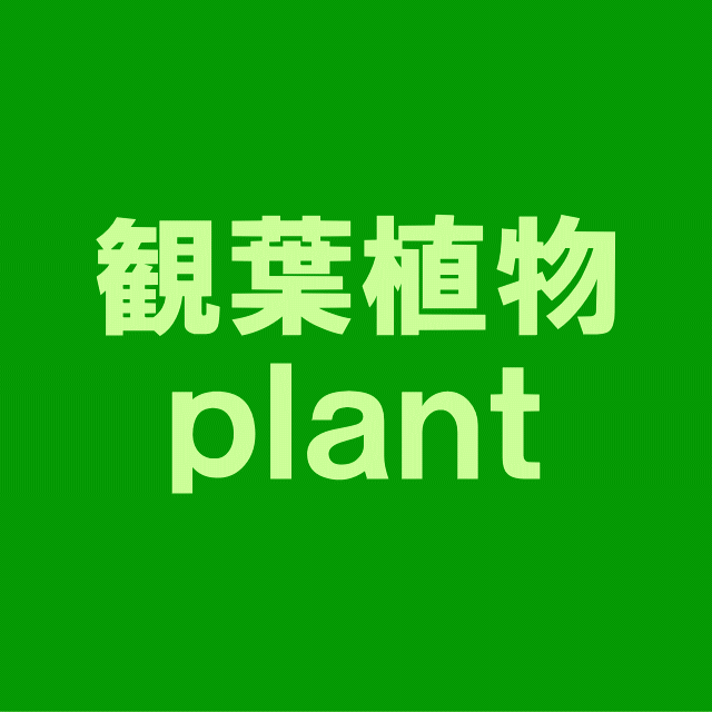 観葉植物