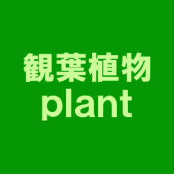 観葉植物