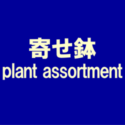 寄せ鉢