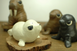 アザラシ　アシカ