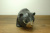 クマ