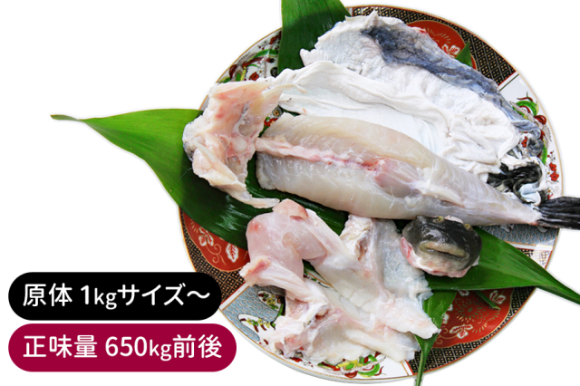 送料無料 山口県産活けとらふぐみがき１本／下関工場直送、株式会社魚重