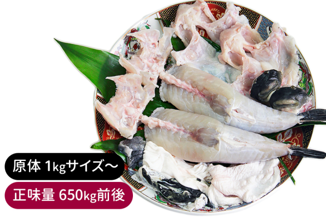 送料無料  山口県産活けとらふぐみがき２本／下関工場直送、株式会社魚重