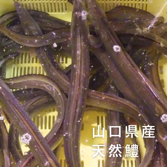 はもフィーレ300g