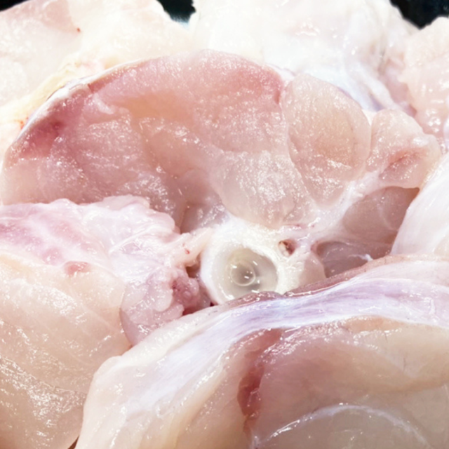 国産天然とらふぐちり鍋500g