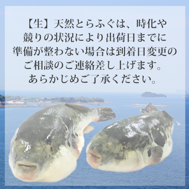天然とらふぐ時化の場合