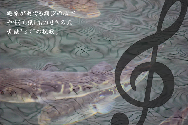 山口の海が育んだ本とらふぐ