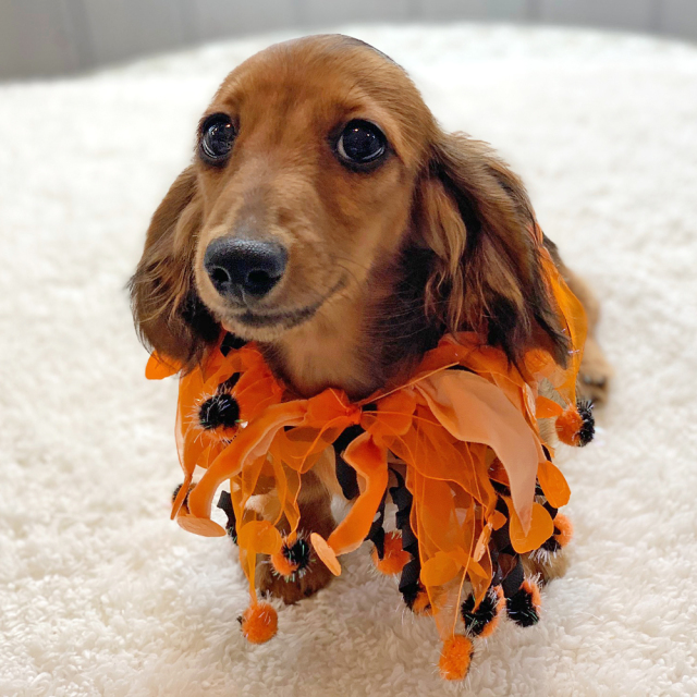 ARIA POMPOM PARTY HALLOWEEN SCRUNCHIES CLIP STRIP