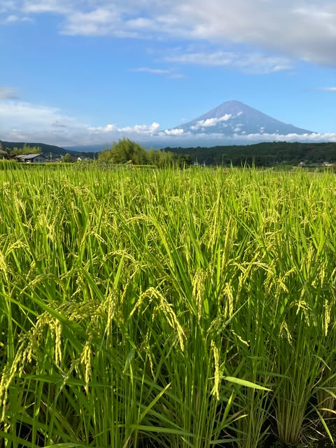 日本酒 吟醸酒 静岡 | 純米稲穂酒 1800ml | 富士錦酒造