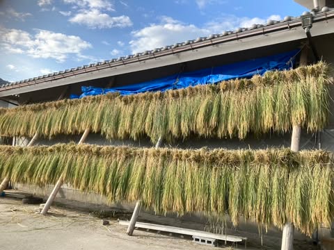 日本酒 吟醸酒 静岡 | 純米稲穂酒 1800ml | 富士錦酒造