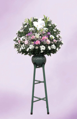 小ダルマ菊生花