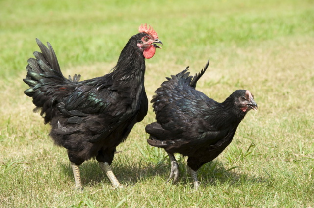 fukagawa01.jpg?t=20220324222938