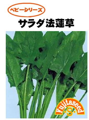 サラダ法蓮草