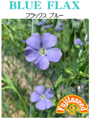 フラックスブルー