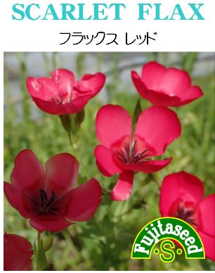 フラックスレッド
