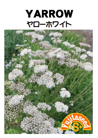 ヤロー　ホワイトヤロー