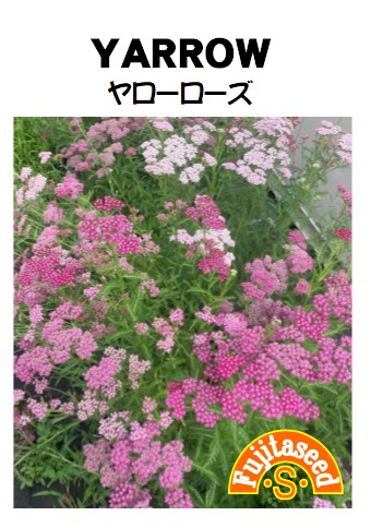 ヤロー　ローズヤロー