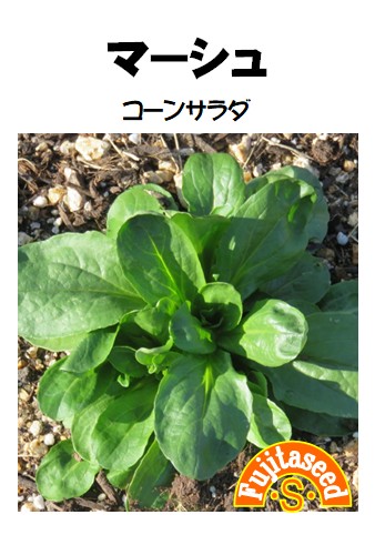 マーシュ（コーンサラダ）