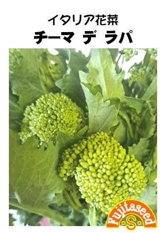 チーマ　デ　ラパ