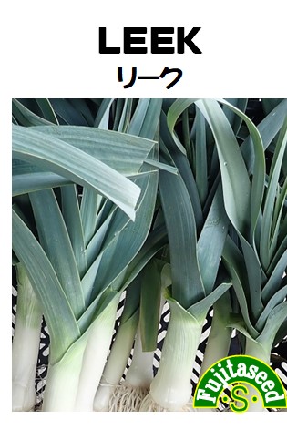 リーク（ポロネギ）