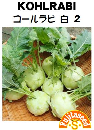 コールラビ白２